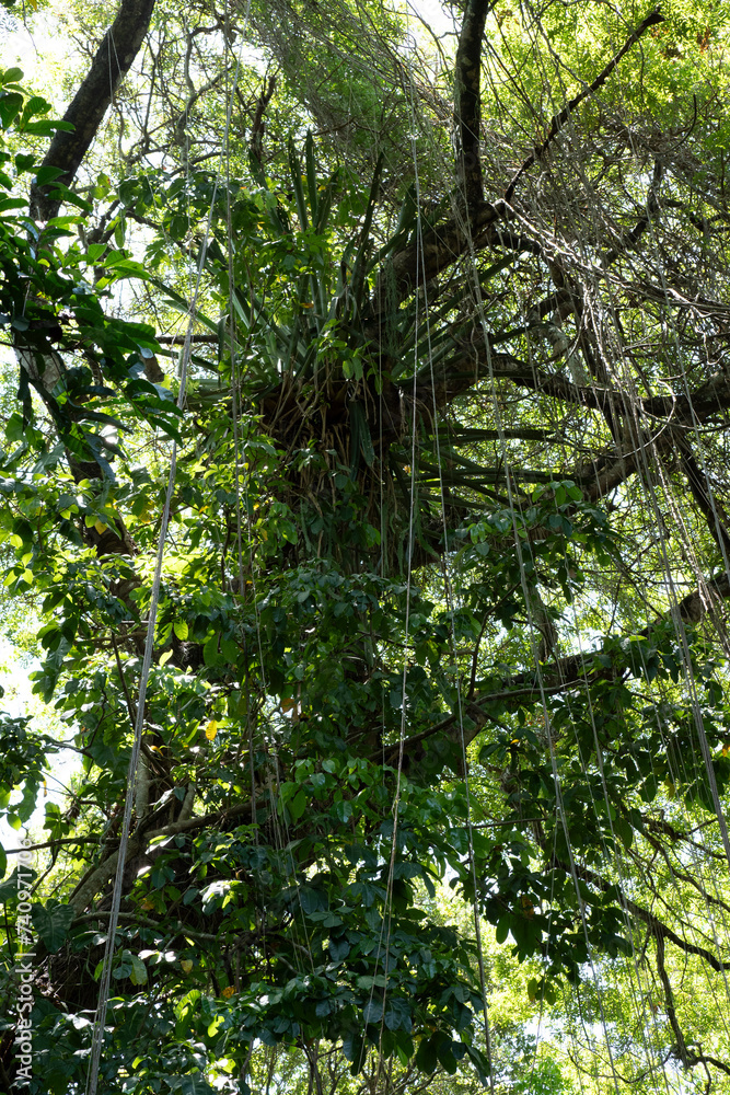 View from inside the Atlantic forest in Brazil View from inside the Atlantic forest in Brazil