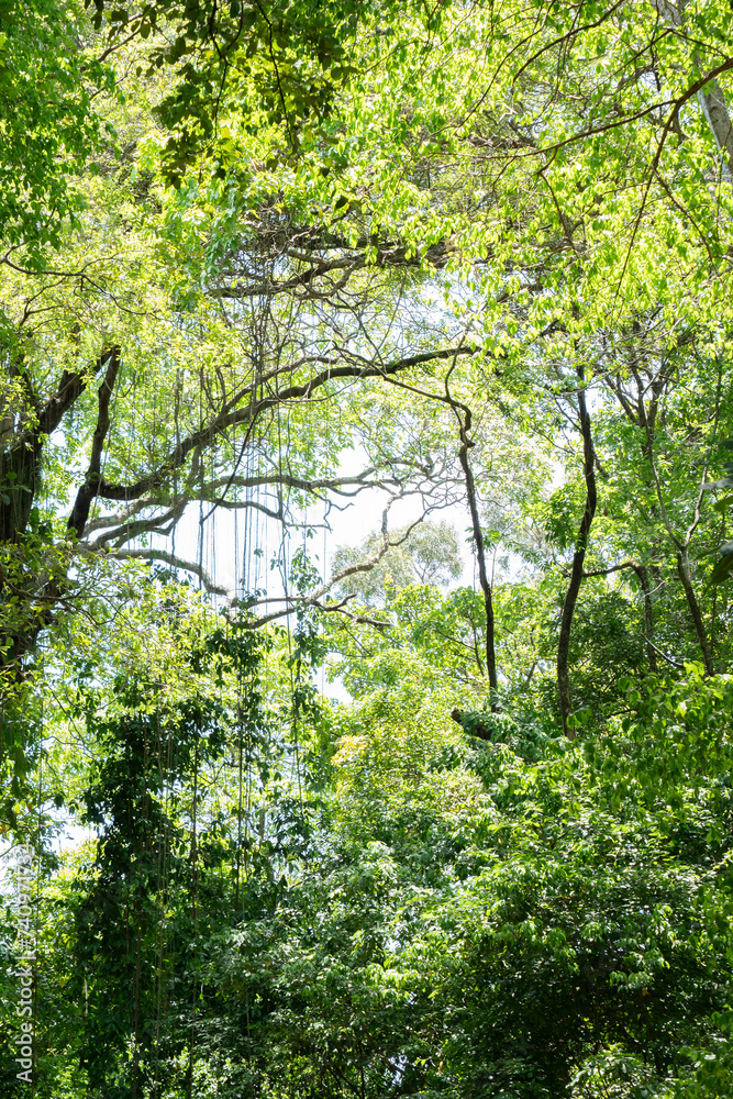 Fototapeta premium View from inside the Atlantic forest in Brazil