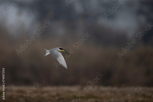 River tern Flying 