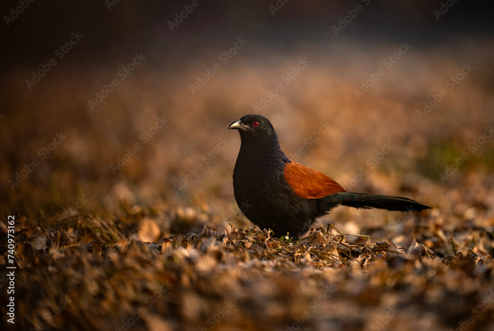 Greater coucal in Morning