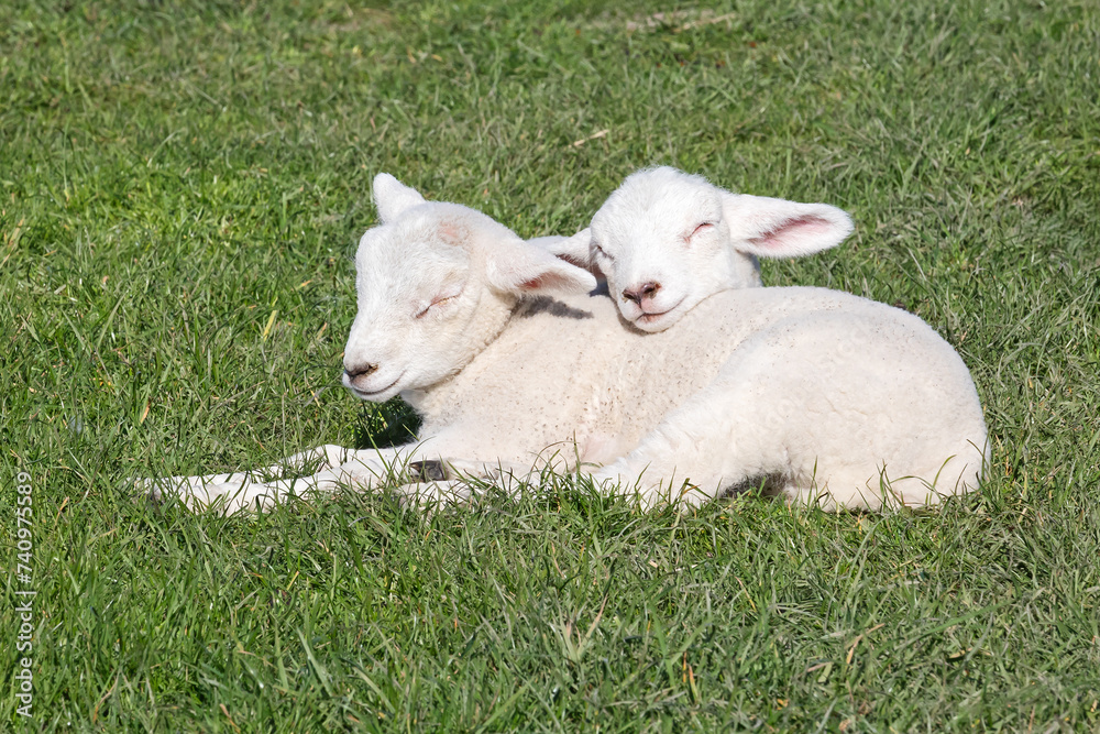 Zwei Lämmern schlafen oder ruhen aneinander gekuschelt auf einem alten Deich an der Nordsee bei Dagebüll in Nordfriesland, Schleswig-Holstein, Deutschland. Zwei Lämmern schlafen oder ruhen aneinander gekuschelt auf einem alten Deich an der Nordsee bei Dagebüll in Nordfriesland, Schleswig-Holstein, Deutschland.
