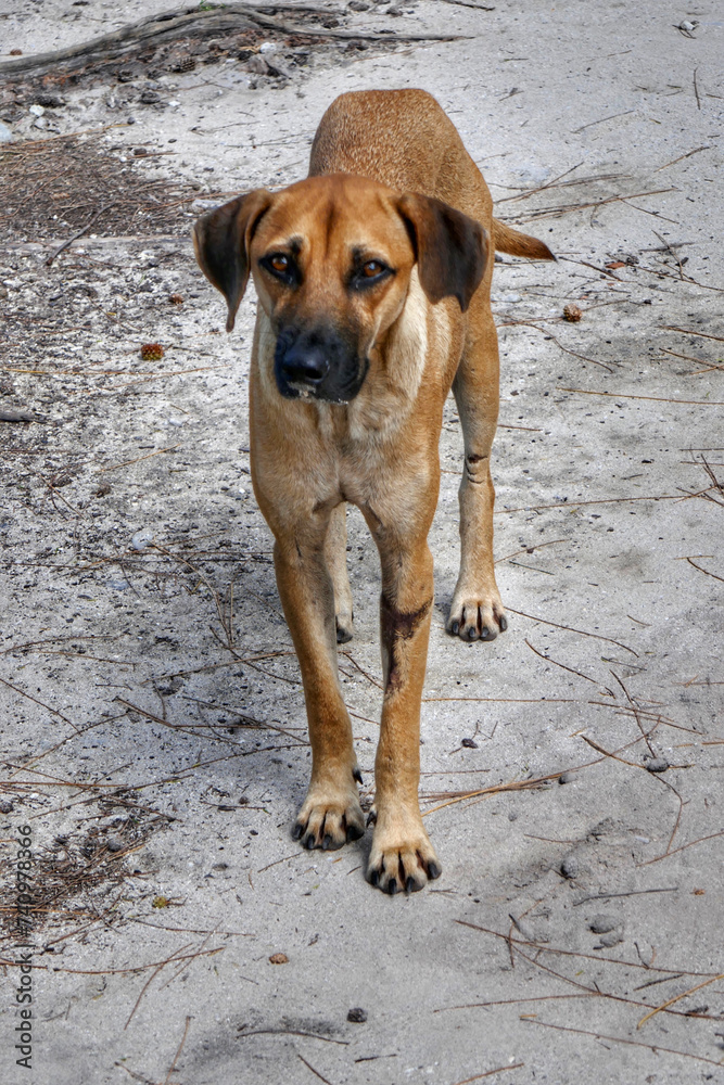 Portrait of a feral dog at the beach in Mauritius