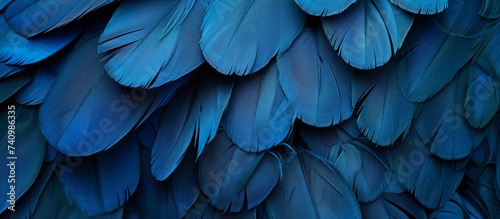 Macro photography capturing the electric blue feathers on a black background  resembling a vibrant azure petal among the grass  highlighting the intricate details of the wing and beak