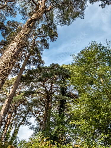 Scots Pine trees in County Donegal - Ireland © Lukassek