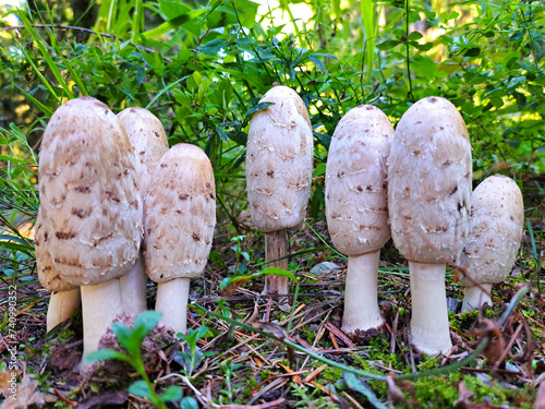 Group of Shaggy mane Fungi mushrooms growing in the forest. Horizontal photo taken in dark forest Bad Teinach, Schwarzwald area Germany photo