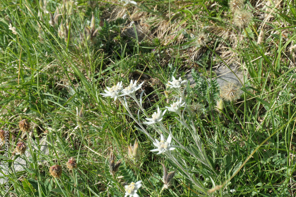 Edelweiss Edelweiss