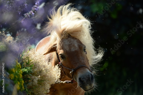 Blütenpony. Süßes Shetlandpony zwischen lila Blüten photo