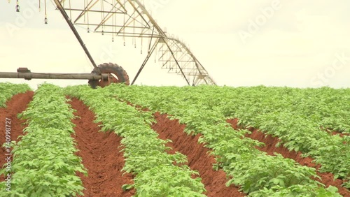 Center-pivot irrigation on the potato field