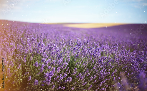 Provence  Lavender field at sunset