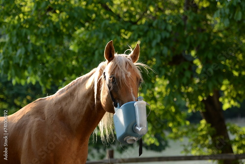 Atemwegsprobleme. Pferd Inhaliert im Freien
