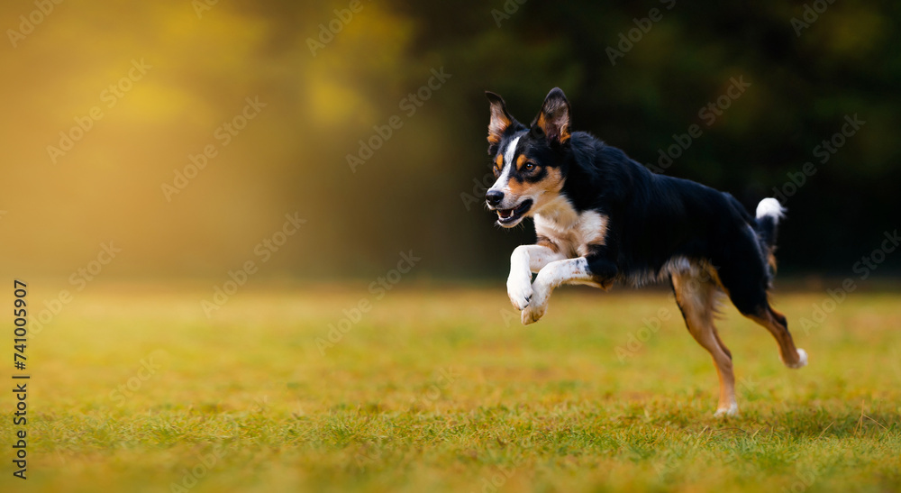 Black and white border collie runs quickly across a yellow lawn. Dog on a yellow and black background.