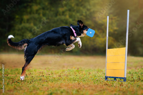 Fotografi A black dog jumps over a barrier holding a retrieval object on a dark yellow-green background