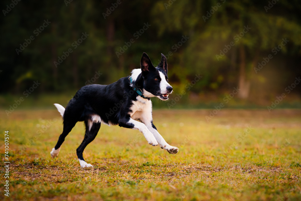 A happy short-haired black and white border collie runs to the right across a yellow lawn. Dog on a dark natural background