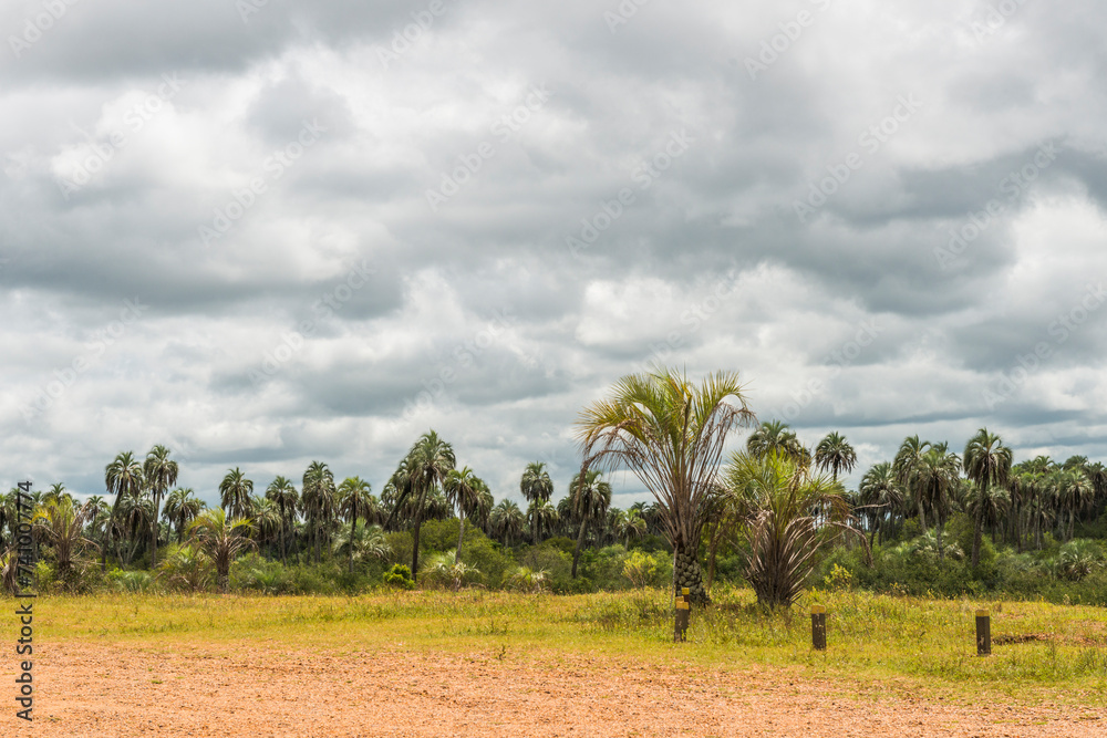 Obraz premium Palmar 11 