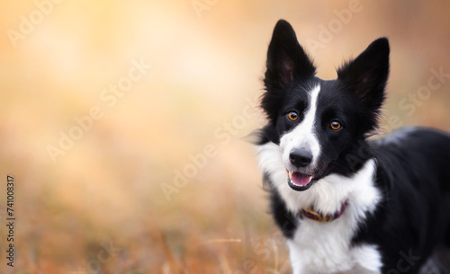 A cheerful black and white border collie with brown eyes stands on the side of the frame and looks into the camera in an autumn field. Close-up portrait of a dog on a beige background.
