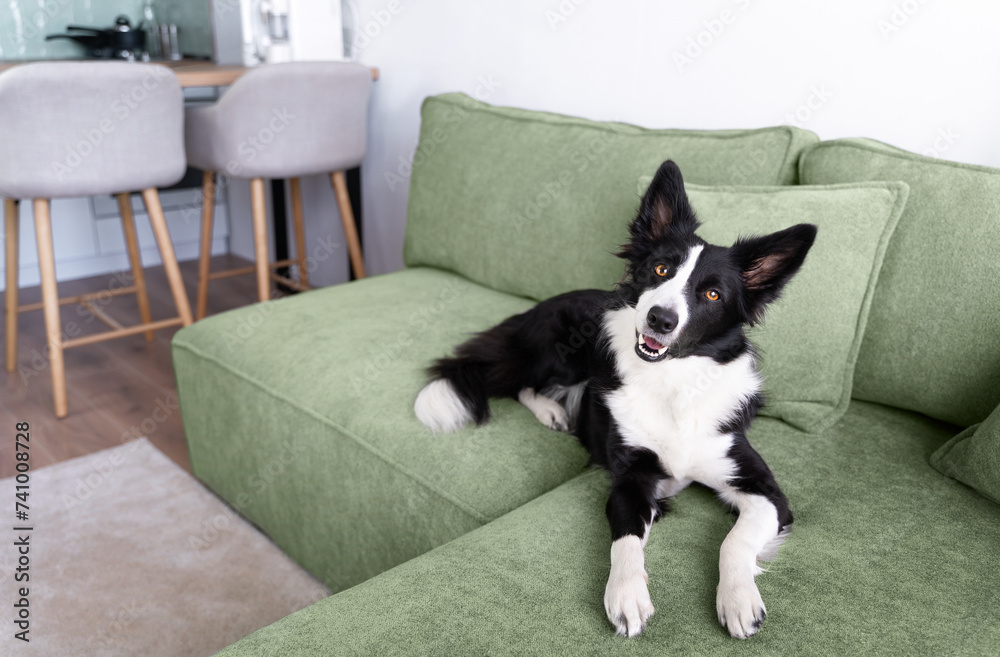 Happy border collie lying on a green sofa in the living room. Dog at home