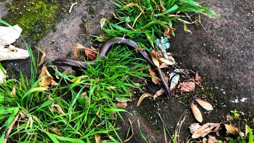 Short footage of brown color snake which crawls through the grass