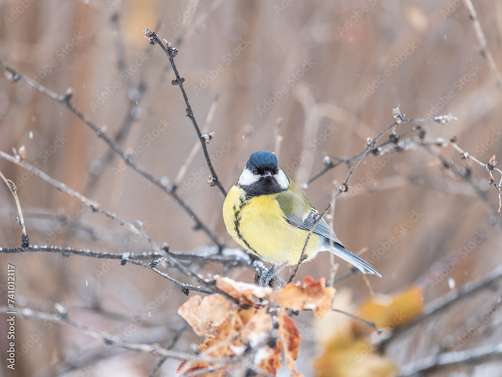 Cute bird Great tit, songbird sitting on the branch with blurred background Cute bird Great tit, songbird sitting on the branch with blurred background