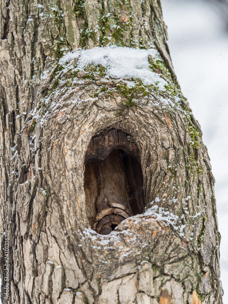 Fototapeta premium OLd bark texture with a hollow. Tree bark texture. Natural background