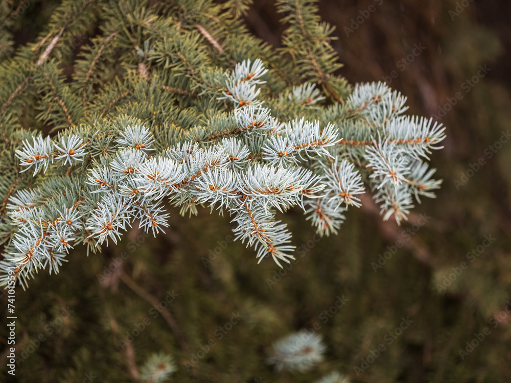 Fir branch with needles in the sunset light Fir branch with needles in the sunset light