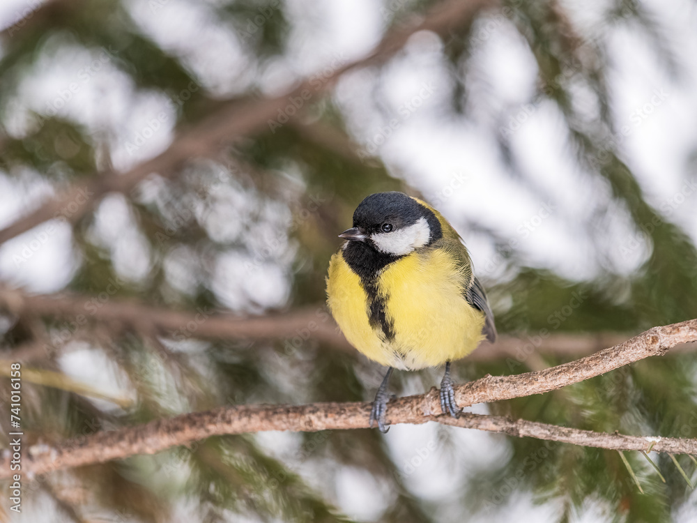 Cute bird Great tit, songbird sitting on the fir branch with snow in winter Cute bird Great tit, songbird sitting on the fir branch with snow in winter