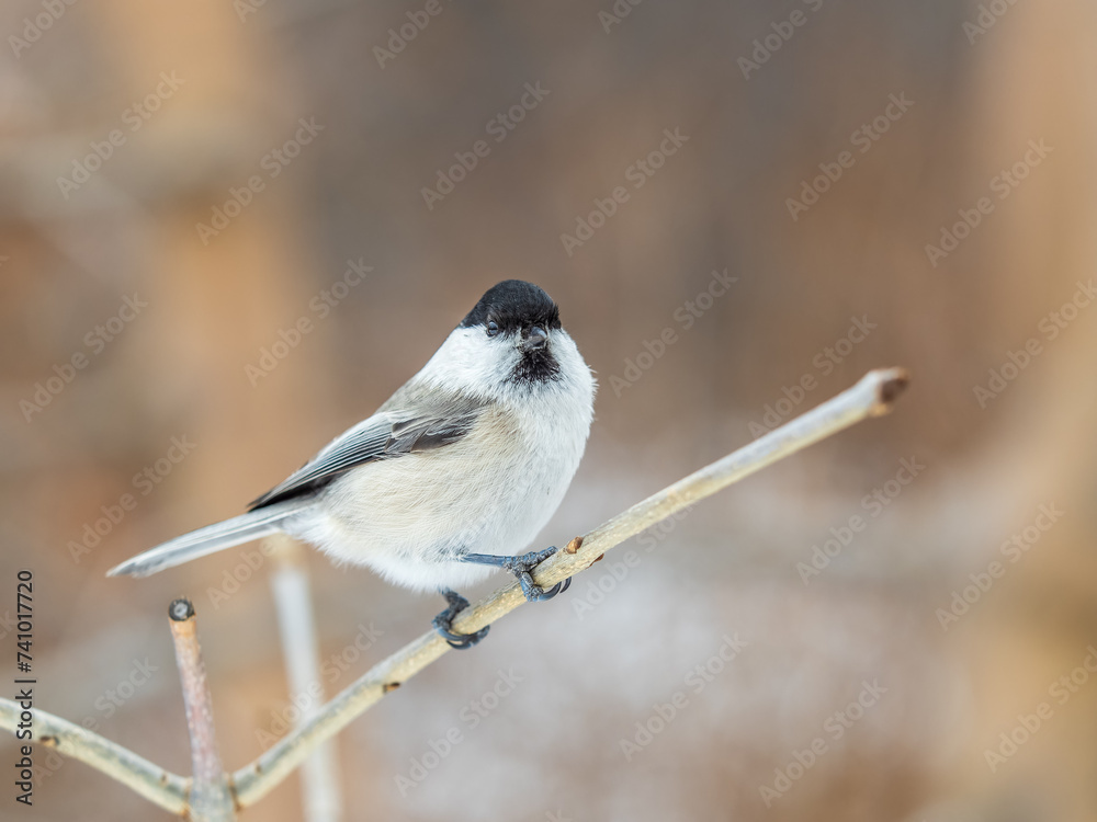 Obraz premium Cute bird the willow tit, song bird sitting on a branch without leaves in the winter.