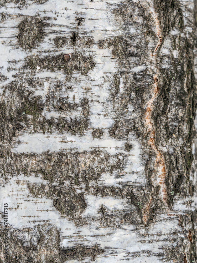 Fototapeta premium The texture of the birch bark.