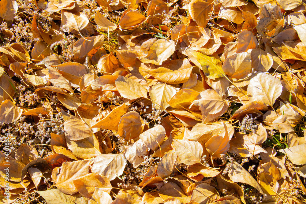 autumn leaves background autumn leaves background