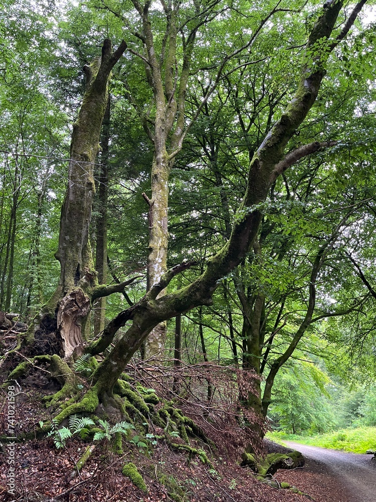 Fototapeta premium trees in the forest