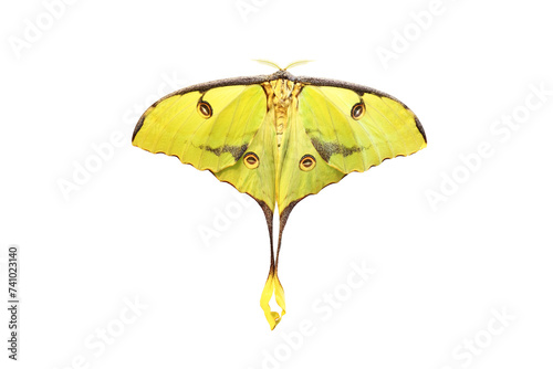 African moon moth Argema mimosae isolated on white background