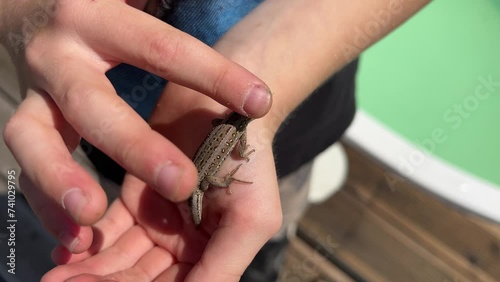 little boy holding a smal brown lizard on his hand  photo