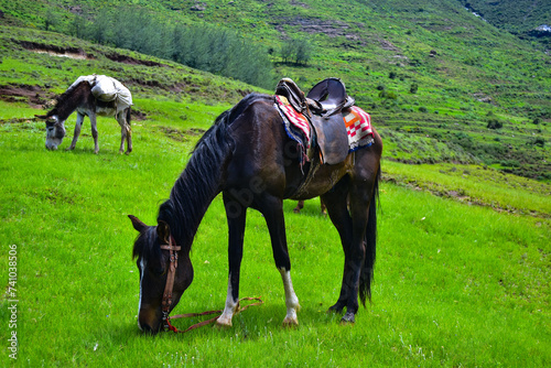 Trekking horses in the field with the donkey 