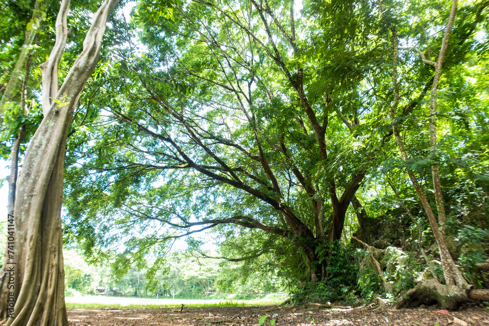 Fototapeta premium Old banyan tree provides ample shade and a refreshing atmosphere, covering the entire area