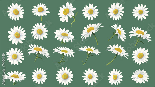 Daisy chamomile camomile yellow little flower