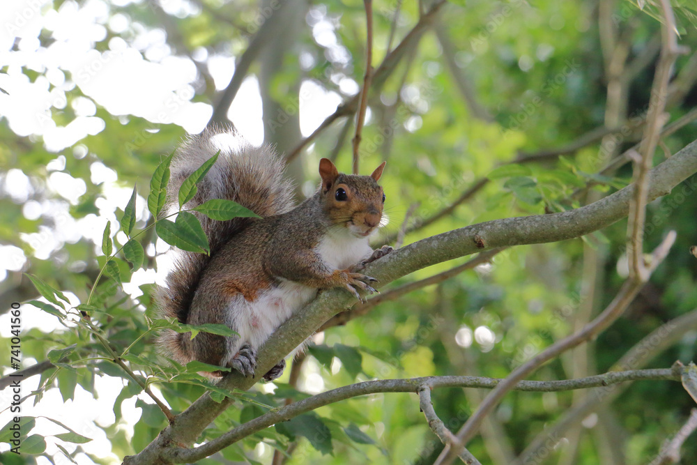 a squirrel on a tree a squirrel on a tree