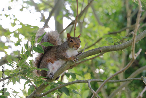 a squirrel on a tree © AL MAKOT