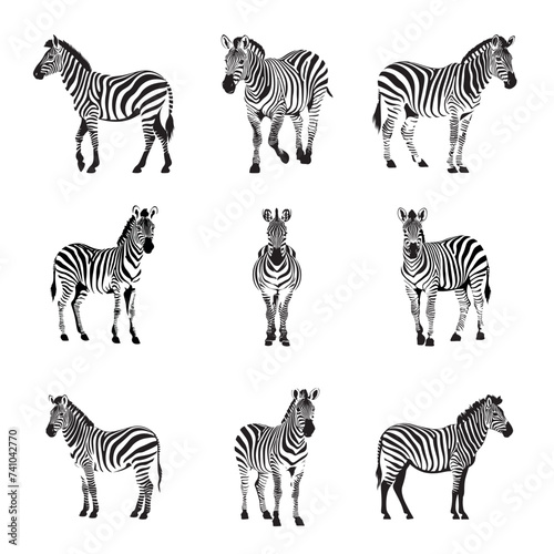 Zebra set isolated on white background  vector illustration
