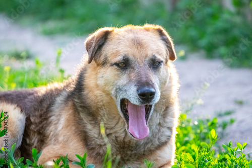 A big brown dog with an open mouth is lying in the garden on the grass