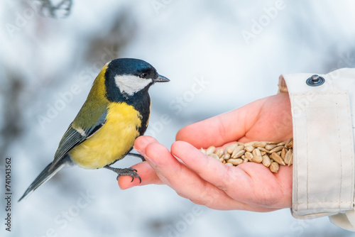 Girl feeds a tit from a palm. Hungry bird eating seeds from a hand during winter or autumn photo