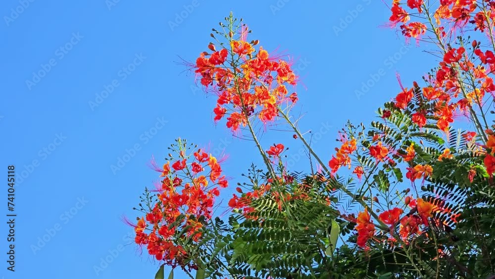 Hummingbird, the flight of a beautiful hummingbird in search of its food, selective focus, 4k.