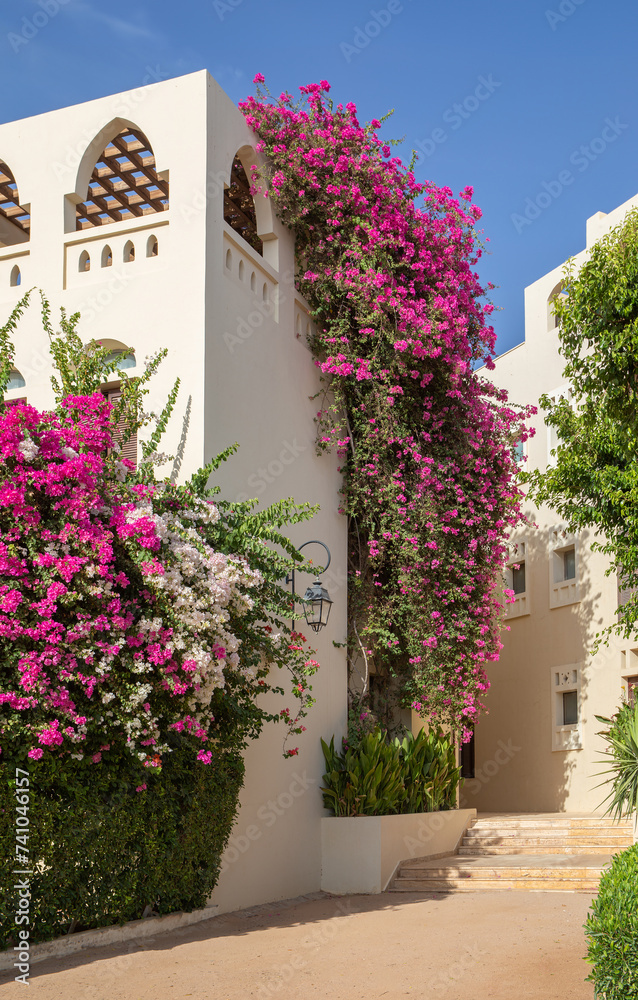 region houses with Bougainvillea flowers and sky in Tala Bay, Aqaba, Jordan 