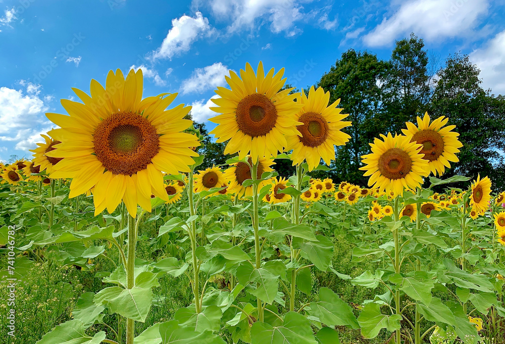 Obraz premium Several Sunflowers Stand out in the Field