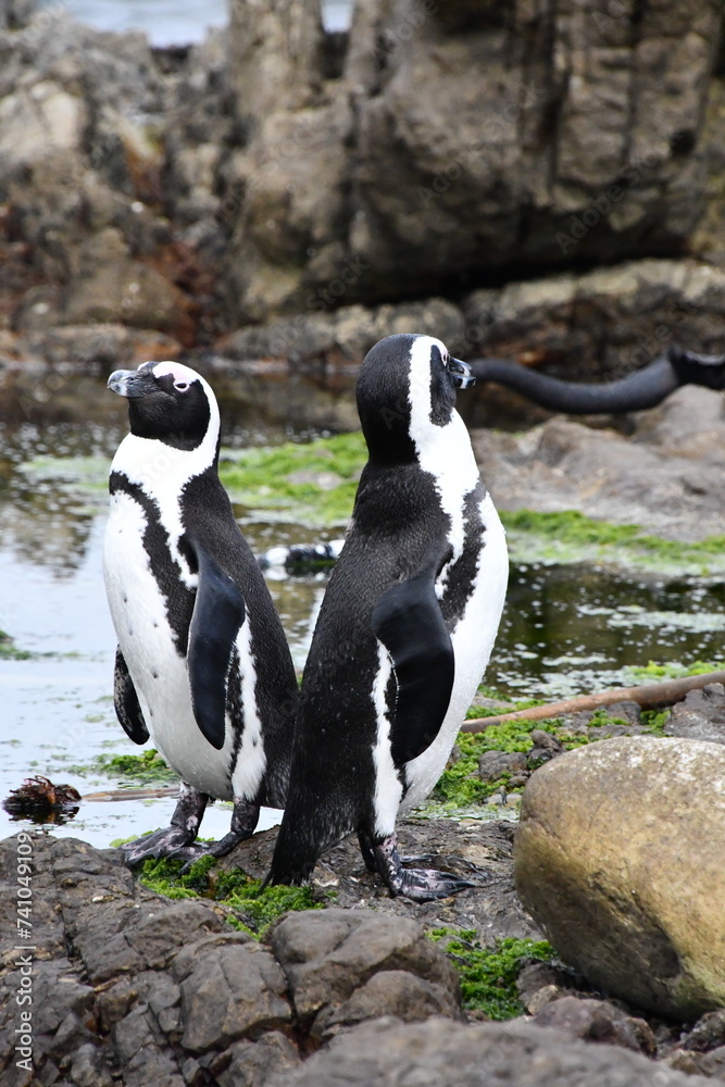 Obraz premium African penguin colony at Betty's Bay | Garden Route | South Africa