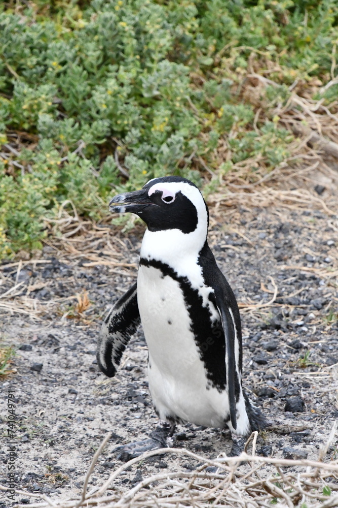 Obraz premium African penguin colony at Betty's Bay | Garden Route | South Africa
