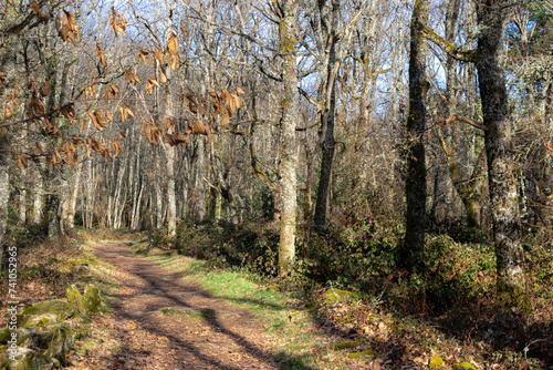 A stone pathway through the forest on a sunny, winter's day.