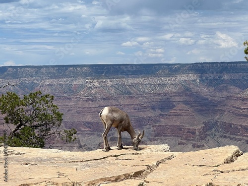 goat on a rock