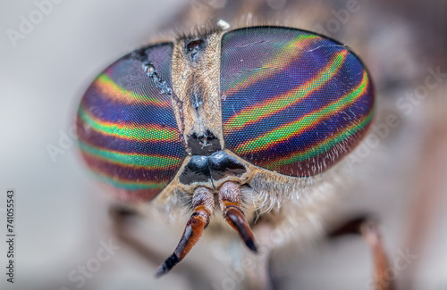 Extreme close-up of horsefly rainbow eyes photo
