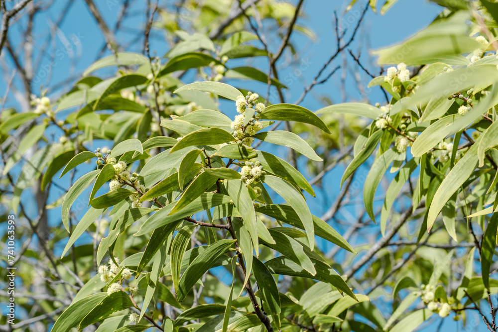 Acacia koa, commonly known as koa,[3] is a species of flowering tree in ...