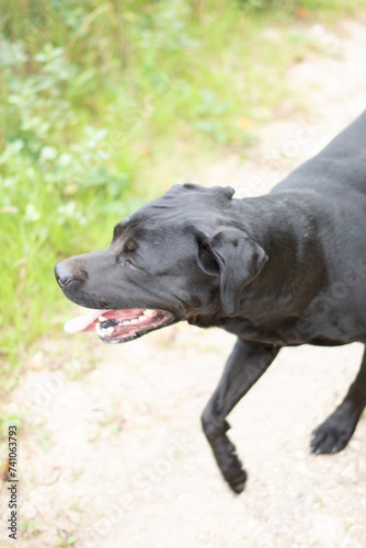 Un chien de race labrador noir