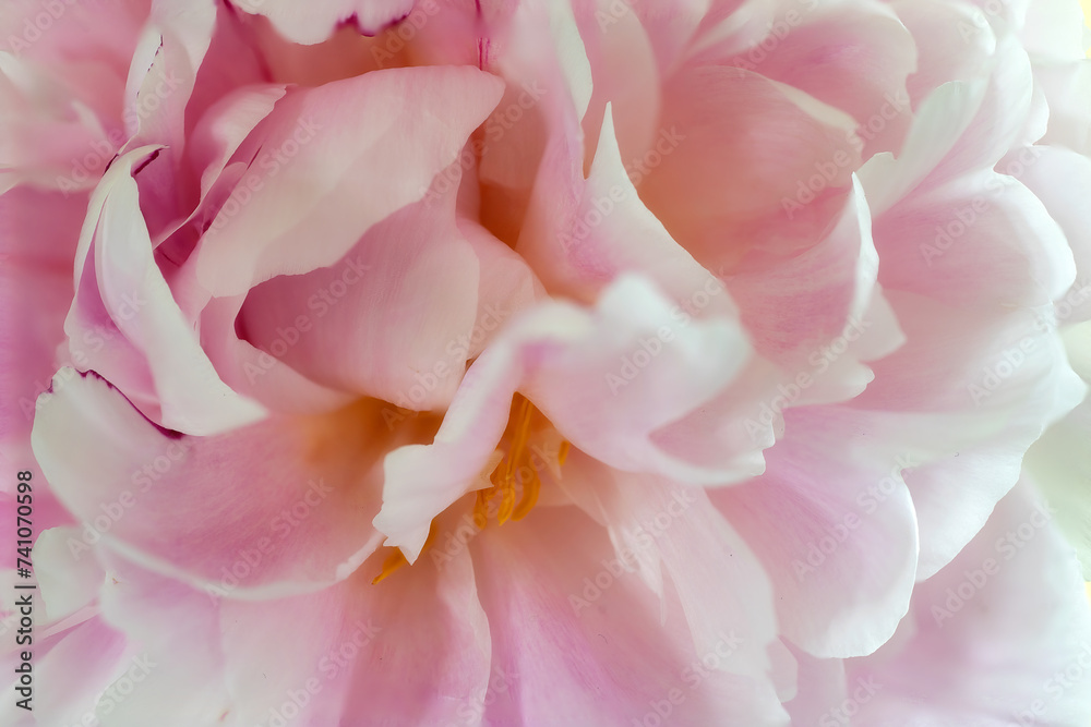 Macro photography of a pink peony